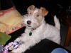 Foxterrier Drahthaar Hund