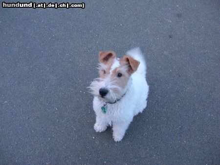 Foxterrier Drahthaar Rico Sitz!