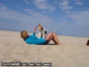 Foxterrier Drahthaar eine andere manier um auf den strand zu sein.