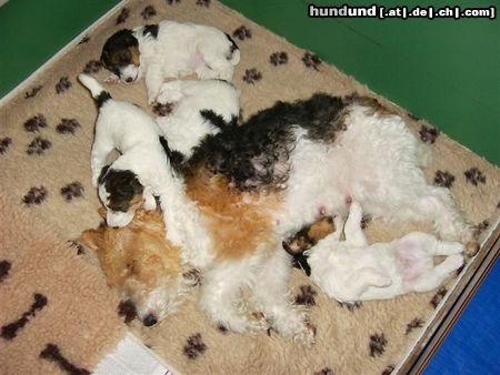 Foxterrier Drahthaar wir schlafen sehr gut zusamen mit unsere mutter !