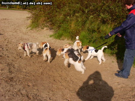 Foxterrier Drahthaar Spazieren ist fur uns wirklich das ende !