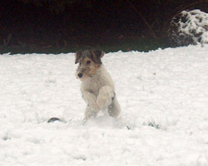 Foxterrier Drahthaar als kleine foxterrier liebe ich es auch im schnee spielen