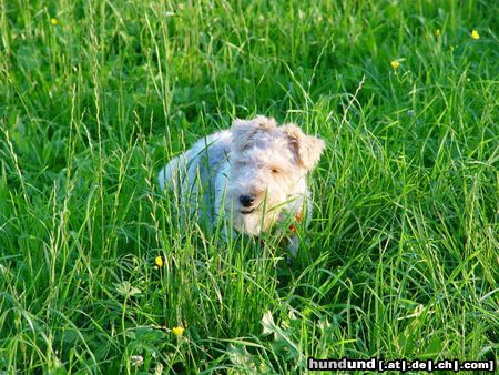 Foxterrier Drahthaar Susi-Zum fressen gern