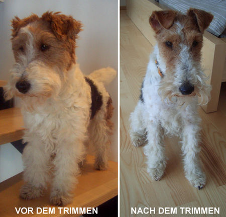 Foxterrier Drahthaar Ab mit dem Winterhaar - Zoe vom Schloß Eidendorf