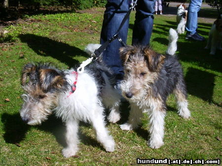 Foxterrier Drahthaar wir sind kleine und sehr liebe foxterriers