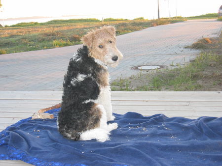 Foxterrier Drahthaar mein kleiner emil, 1 jahr alt