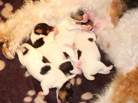 Foxterrier Drahthaar wir sind sehr glucklich zusammen als bruder und schwestern !