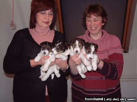 Foxterrier Drahthaar wir finden es schon so zusammen zu sein und lieben einander sehr!