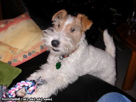 Foxterrier Drahthaar Rico mit seinem weihnachtsgeschenk