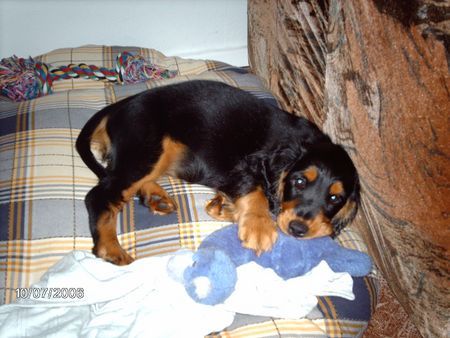 Englischer Cocker Spaniel Luna