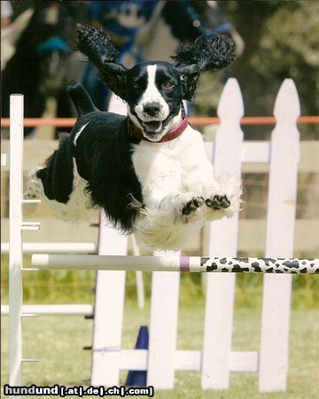 Englischer Cocker Spaniel Springer