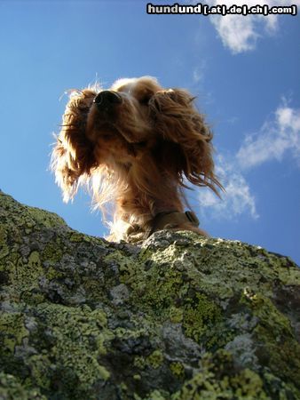 Englischer Cocker Spaniel Josy beim Wandern