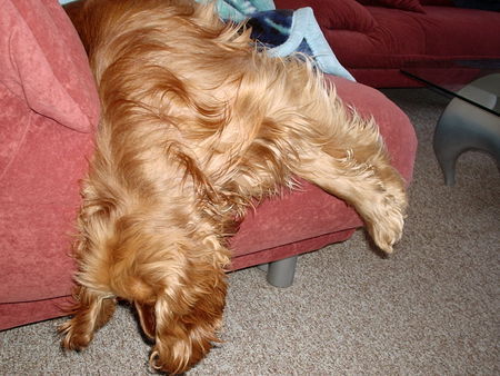 Englischer Cocker Spaniel Idefix beim Schläfchen