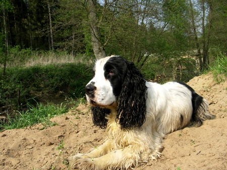 Englischer Cocker Spaniel Flash