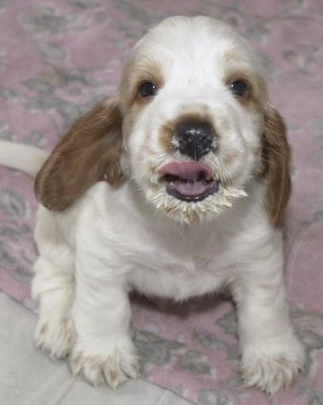 Englischer Cocker Spaniel Milchschnäuzchen