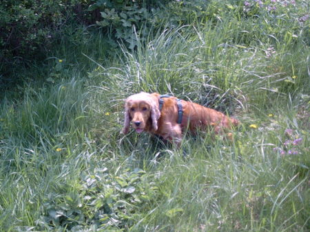 Englischer Cocker Spaniel bella in der wiese