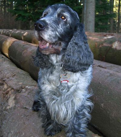 Englischer Cocker Spaniel Unser Balou