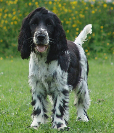 Englischer Cocker Spaniel Chanel