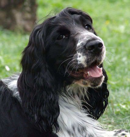 Englischer Cocker Spaniel Herzenshund