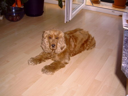 Englischer Cocker Spaniel bella