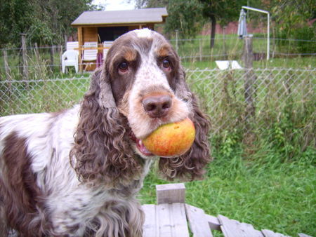 Englischer Cocker Spaniel Huck Finn