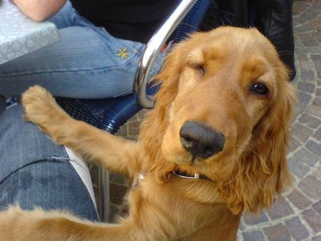 Englischer Cocker Spaniel Emmi