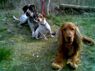 Englischer Cocker Spaniel hallo frauchen