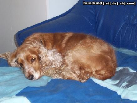 Englischer Cocker Spaniel Daisy 2 Jahre beim relaxen