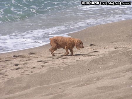 Englischer Cocker Spaniel Mira am Meer