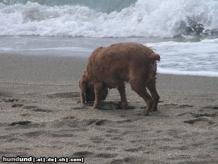 Englischer Cocker Spaniel Mira am Meer