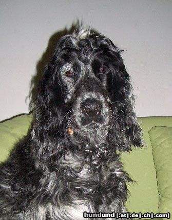 Englischer Cocker Spaniel Eros (6 Monate)