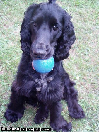 Englischer Cocker Spaniel Mein Ball und ich...