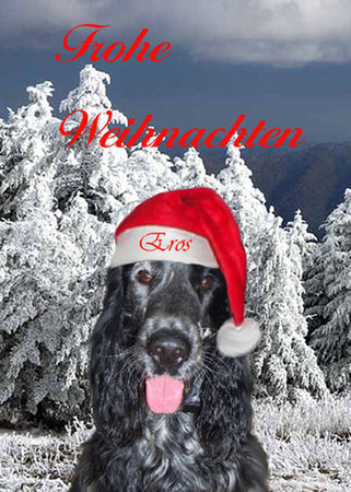 Englischer Cocker Spaniel Frohe Weihnachten! :)