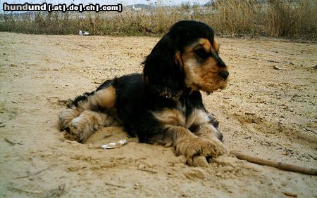 Englischer Cocker Spaniel Francis ist das 1. Mal am Wasser