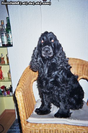 Englischer Cocker Spaniel AXEL