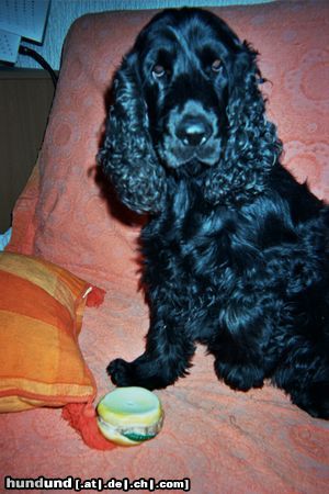 Englischer Cocker Spaniel AXEL VIER JAHRE ALT ABER NOCH EIN BABY