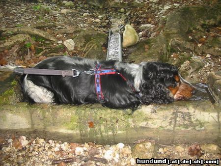 Englischer Cocker Spaniel Donald kühlt sich ab