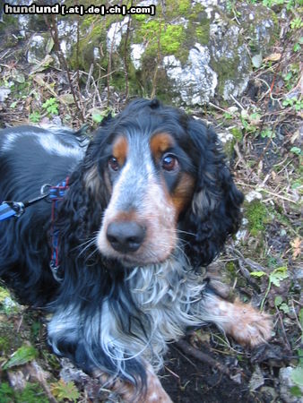 Englischer Cocker Spaniel Donald beim Verschnaufen