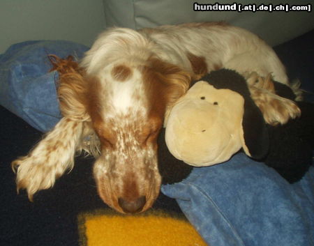 Englischer Cocker Spaniel Schäferstundchen von Ivan