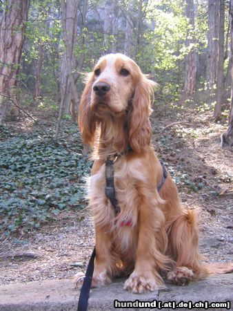 Englischer Cocker Spaniel Josy, 18 Monate