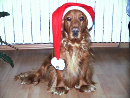 Englischer Cocker Spaniel Der Lenny wünscht alle frohe Weihnachten und ein gutes neues Jahr 2006