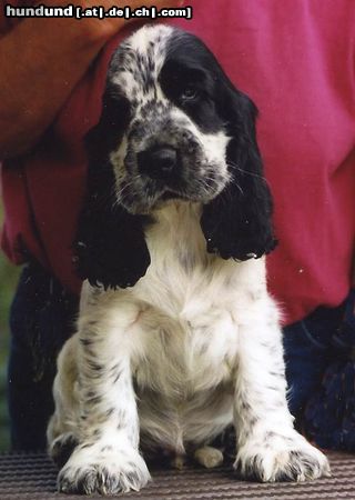 Englischer Cocker Spaniel