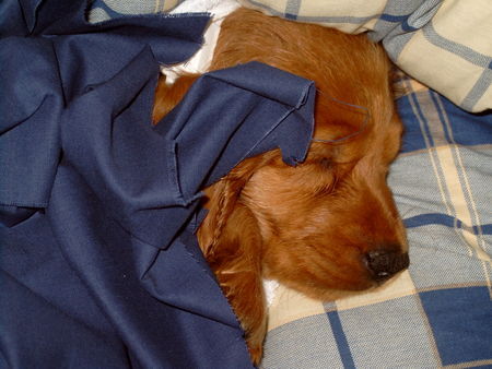 Englischer Cocker Spaniel So viele Knochen ganz alleine für mich