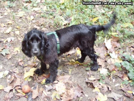 Englischer Cocker Spaniel Perro