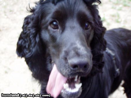 Englischer Cocker Spaniel Perro 