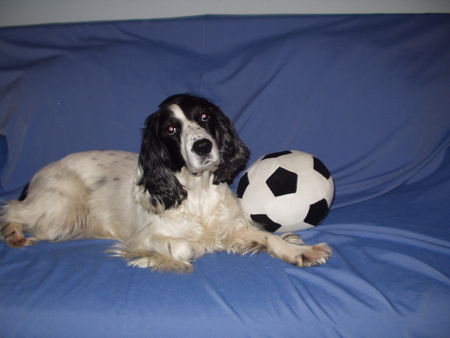 Englischer Cocker Spaniel LADY- A very playful girl!