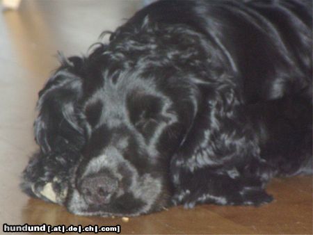 Englischer Cocker Spaniel Perro