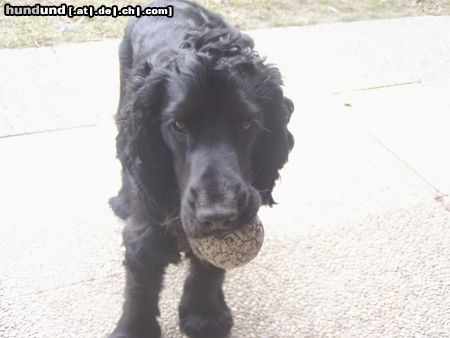 Englischer Cocker Spaniel Perro mit Ball