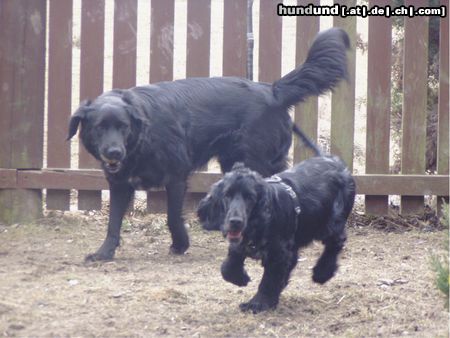 Englischer Cocker Spaniel Perro und Mandy