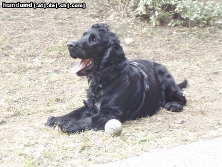 Englischer Cocker Spaniel Perro